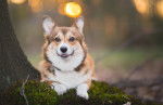 Photo Welsh Corgi Pembroke
