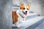 Photo Welsh Corgi Pembroke