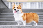 Photo Welsh Corgi Pembroke