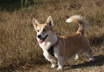 Photo Welsh Corgi Pembroke