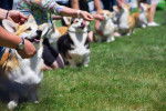Photo Welsh Corgi Pembroke