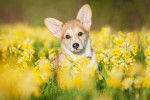 Photo Welsh Corgi Pembroke