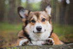Photo Welsh Corgi Pembroke