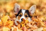 Un chiot Welsh Corgi Pembroke se cache dans les feuilles d'automne