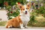 Photo Welsh Corgi Pembroke