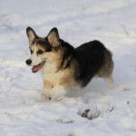 Un Welsh Corgi Pembroke courant sur une surface ennéigée et ayant la gueule ouverte 