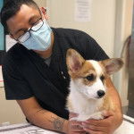 Un Welsh Corgi Pembroke assis sur une table et tenu par un vétérinaire 