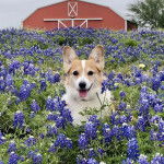 Un Welsh Corgi Pembroke allongé dans un champ et regardant vers la caméra