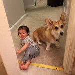 Un Welsh Corgi Pembroke assis à côté d'une petite fille et regardant vers la caméra 