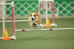 Un Welsh Corgi Pembroke sautant par dessus une barre 
