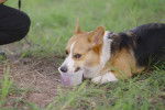 Un Welsh Corgi Pembroke allongé sur un terrain herbeux et s'hydratant dans un pot en plastique