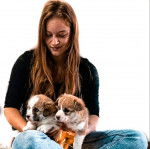 Deux Welsh Corgi Pembroke tenus dans les mains d'une femme assise et semblant s'y interesser