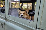 Un Welsh Corgi Pembroke sur la banquette arrière d'une voiture et regardant par la vitre