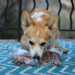 Un Welsh Corgi Pembroke assis et reniflant un sachet 
