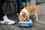 Un Welsh Corgi Pembroke sur un plancher et semblant manger