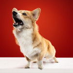 Un Welsh Corgi Pembroke semblant aboyer