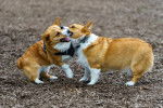 Deux WelshCorgi pembroke sur un terrain et semblant faire la bagarre