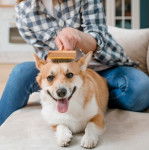 Un welsh corgi pembroke se faisant brosser les poils