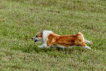 Un Welsh Corgi Pembroke semblant courant sur un terrain herbeux
