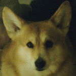 Vadou - Welsh Corgi Pembroke Mâle (7 mois)