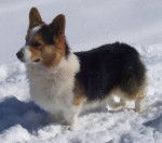 snickers - Welsh Corgi Pembroke Mâle (1 an)