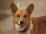 Mimi - Welsh Corgi Pembroke (8 ans)