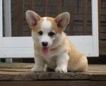 Mimi - Welsh Corgi Pembroke (9 mois)