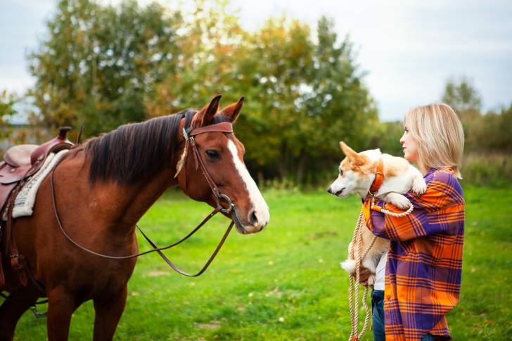 Une femme blonde tenant un Welsh Corgi Pembroke dans les bras et debout à côté d'un cheval