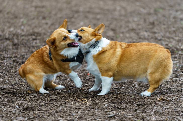 Deux Welsh Corgi Pembroke semblant se battre