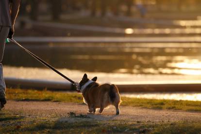 Un Welsh Corgi Pembroke faisant une promenade avec son maître et qui est tenu en laisse 