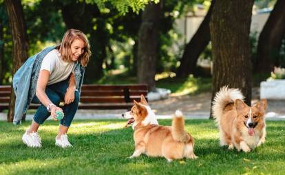 Deux Welsh Corgi Pembroke jouant avec leur maîtresse