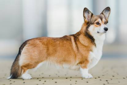Un Welsh Corgi Pembroke vu de profil sur un sol pavé 