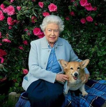 La reine Elisabeth II posant assise aux côtés d'un de ses Welsh Corgi Pembroke