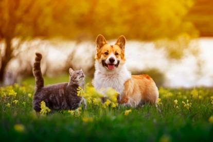 Un Welsh Corgi Pembroke et un chat dans de l'herbe 