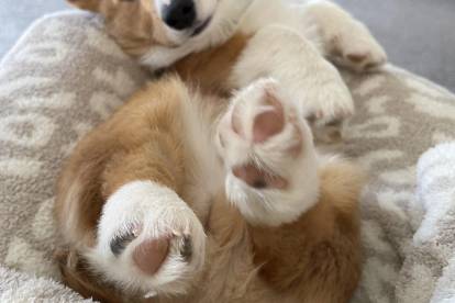 Pattes d'un Welsh Corgi Pembroke