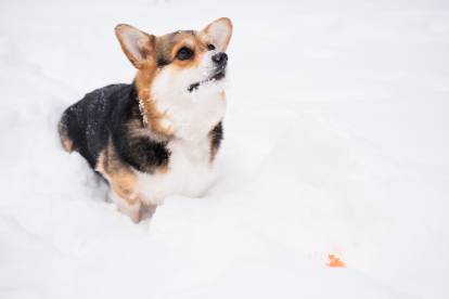 Un Welsh Corgi Pembroke assis sur une surface enneigée