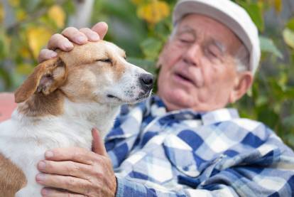 Un Welsh Corgi Pembroke se faisant caresser par un vieil homme