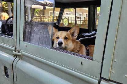Un Welsh Corgi Pembroke sur la banquette arrière d'une voiture et regardant par la vitre