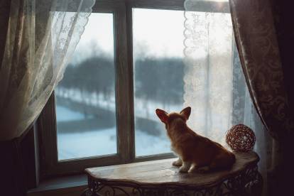Un Welsh Corgi Pembroke assis sur une table et regardant vers la fenêtre