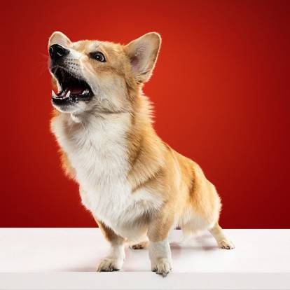 Un Welsh Corgi Pembroke semblant aboyer