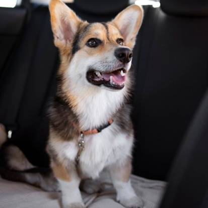 Un Welsh Corgi Pembroke assis sur la banquette arrière d'une voiture