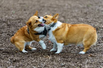 Deux Welsh Corgis Pembroke semblant se battre