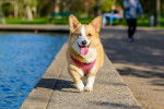 Welsh Corgi Pembroke - Welsh Corgi Pembroke