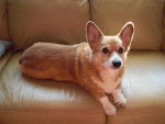 Photo Welsh Corgi Pembroke