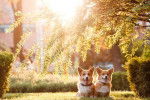 Photo Welsh Corgi Pembroke