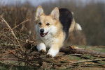 Photo Welsh Corgi Pembroke