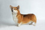 Photo Welsh Corgi Pembroke