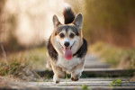 Photo Welsh Corgi Pembroke