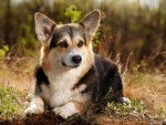 Photo Welsh Corgi Pembroke