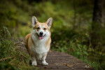 Photo Welsh Corgi Pembroke